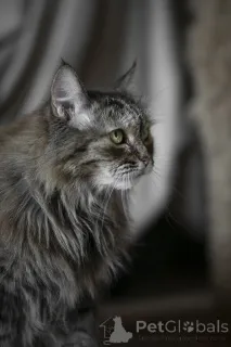 Дополнительные фото: Каждой кошке нужен дом.