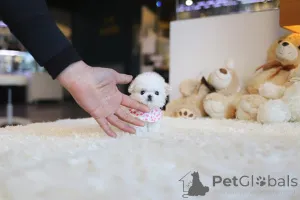 Фото №4. Продажа мальтийскую болонку в Черные головы заводчик - цена 23192₽
