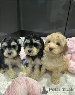 Фото №1. американский кокер-спаниель - купить в Блованд за 32468₽. Объявление №153880