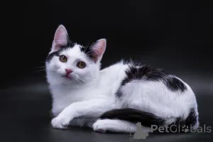 Фото №4. Продам  в Москве реке частное объявление - цена Бесплатно