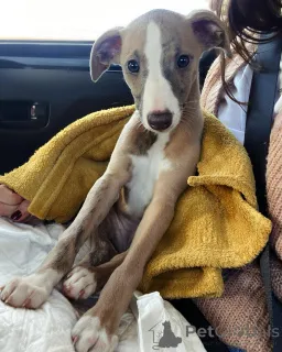 Фото №2 к объявлению №154045 о продаже уиппета - купить в Германии частное объявление