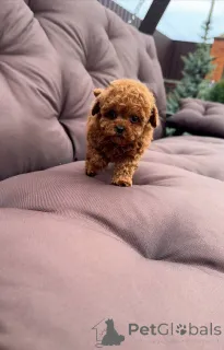 Фото №3. Мои щенки в курсе прививок готовы к доставке.  США