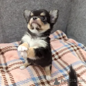 Дополнительные фото: Продаются милые очаровательные щенки чихуахуа, обращайтесь в WhatsApp Business