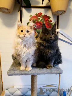 Дополнительные фото: Шикарные котята мальчики