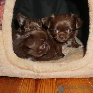 Дополнительные фото: Шоколадные девочки г/ш , девочка д/ш, и мальчики пушистые шоколадные и