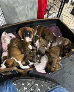 Дополнительные фото: Любители боксеров знают, что нет ничего лучше радости вернуться домой к боксеру.