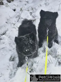 Фото №3. Svensk Lapphund FCI щенки.  Польша