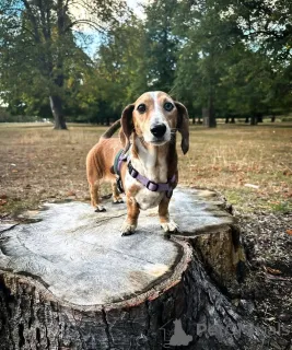 Фото №2 к объявлению №163624 о продаже таксу - купить в Финляндии частное объявление, из приюта