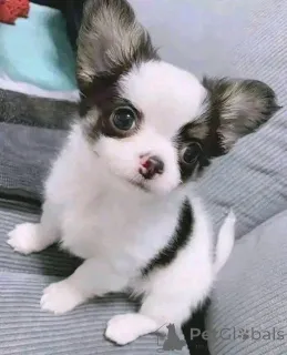 Фото №3. Щенки чихуахуа действительно подходят как кобелям, так и сукам..  Финляндия