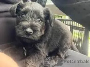 Фото №2 к объявлению №167744 о продаже цвергшнауцера - купить в Бельгии частное объявление, заводчик