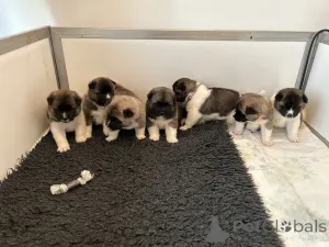 Фото №2 к объявлению №162215 о продаже американскую акиту - купить в Германии 