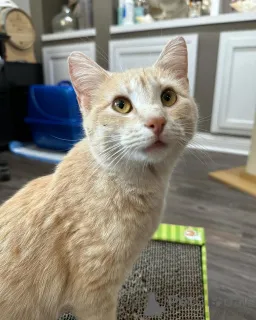 Фото №2 к объявлению №150628 о продаже беспородная - купить в Германии из приюта, заводчик