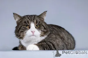 Фото №2 к объявлению №165121 о продаже  - купить в России частное объявление