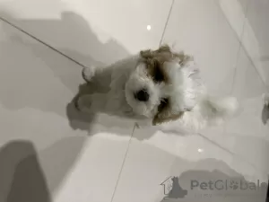 Фото №3. Продажа Мальтипу Maltipoo.  Объединенные Арабские Эмираты