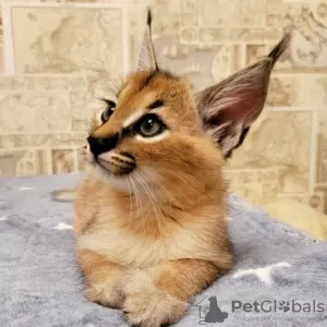 Дополнительные фото: dostępne kocięta caracal i caracat, savannah f1 i serval