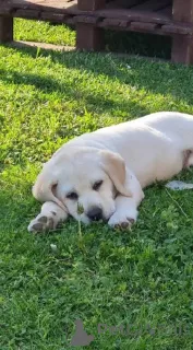 Дополнительные фото: Щенки лабрадора-ретривера от чемпионских предков.