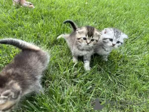 Дополнительные фото: Шотландские котята - Scottish fold и Scottish straight