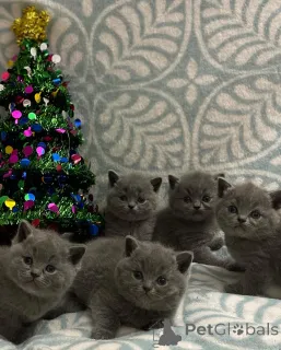 Фото №1. британская короткошёрстная - купить в Базель за договорная. Объявление №167316