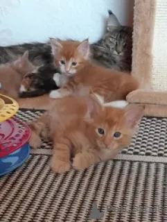 Фото №1. мейн-кун - купить в Желтый за Бесплатно. Объявление №165770