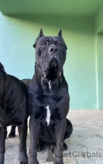 Дополнительные фото: Кане Корсо (самка)