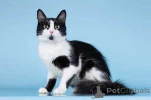 Фото №4. Продам  в Москве реке частное объявление - цена Бесплатно