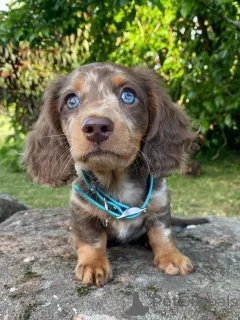 Фото №3. Маленький по размеру, с большим сердцем, познакомьтесь с Майло, бесстрашным.  Германия