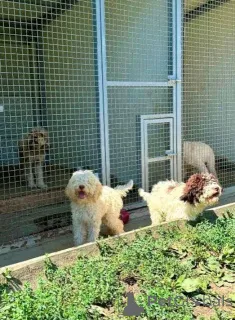 Дополнительные фото: Lagotto Romagnolo, щенок доступен