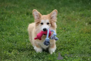 Фото №3. Наталья.  Беларусь