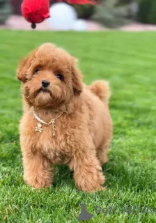 Фото №2 к объявлению №155038 о продаже пуделя (той) - купить в Великобритании частное объявление