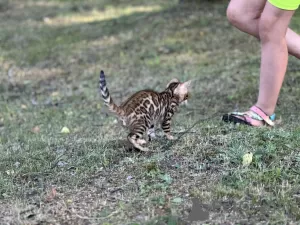 Фото №3. Мальчики Бенгальские котята. США