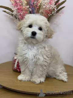 Фото №2 к объявлению №158006 о продаже мальтипу - купить в Германии частное объявление