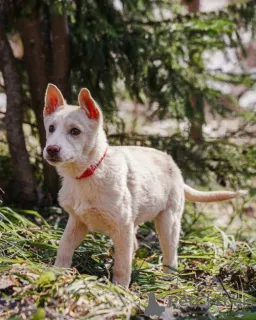 Фото №2 к объявлению №167143 о продаже беспородную - купить в России частное объявление