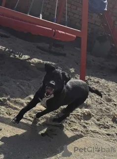 Дополнительные фото: Молодой, черный щенок метисной породы ищет новый дом!