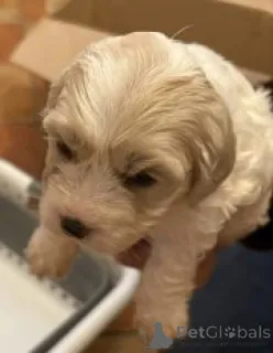 Фото №4. Продажа кинг-чарльз-спаниеля в Дебрекен заводчик - цена 55660₽