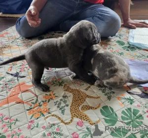 Фото №3. Upeita sinisiä cane corso -pentuja.  Финляндия