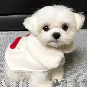 Фото №1. мальтийская болонка - купить в Хельсинки за 46384₽. Объявление №164006