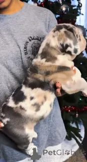 Фото №2 к объявлению №161249 о продаже американского мастифа - купить в Финляндии заводчик