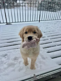 Фото №1. золотистый ретривер - купить в Брюсселе за договорная. Объявление №163715