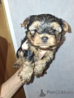 Дополнительные фото: Чистокровные щенки Йоркширского Терьера