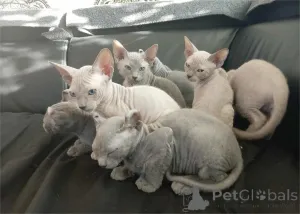 Фото №1. канадский сфинкс - купить в Greefelfing за 32468₽. Объявление №154584