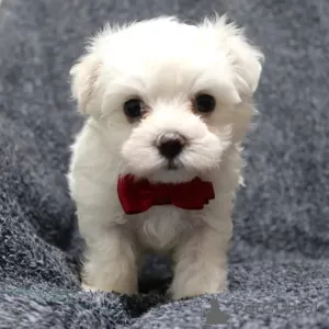 Фото №3. Magnifiques chiots Bichons Maltais à la recherche de leur foyer pour la vie.  Франция