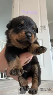 Дополнительные фото: Rottweiler Puppies