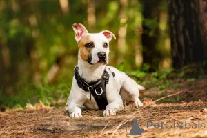 Фото №4. Продажа беспородную в Москва  - цена Бесплатно