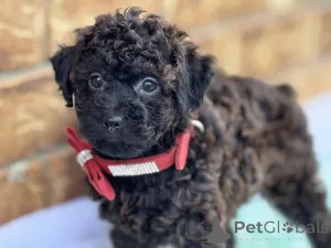 Фото №1. мальтипу - купить в Bayerbach Bei Ergoldsbach за 83490₽. Объявление №150167