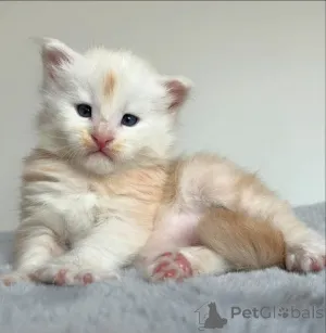 Фото №2 к объявлению №159897 о продаже мейн-кун - купить в Литве частное объявление