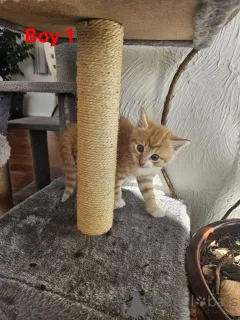 Фото №2 к объявлению №144497 о продаже мейн-кун - купить в Австрии заводчик