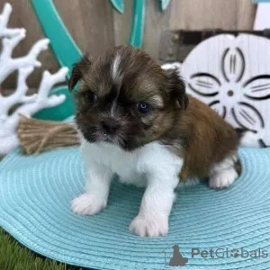 Фото №1.  - купить в Фредериксборг за 44934₽. Объявление №161150