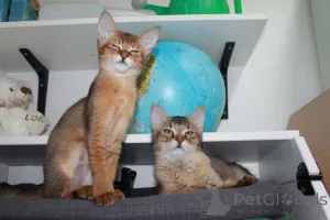 Фото №3. Котята Чаузи. Швеция