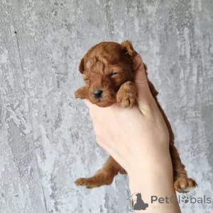 Фото №2 к объявлению №163336 о продаже пуделя (той) - купить в Черногории частное объявление, из приюта