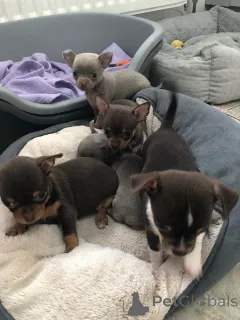 Фото №3. Щенки чихуахуа.  Эстония